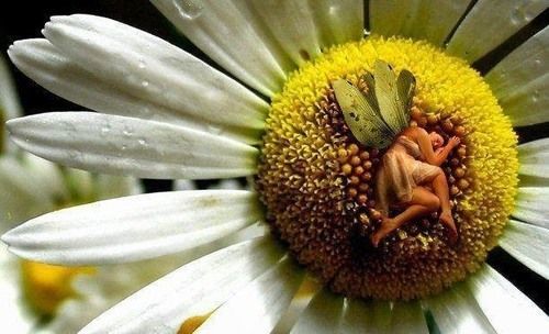 Secret Garden Bed And Breakfast Такома Екстер'єр фото